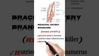 brachial artery branches mnemonic  anatomy mnemonics mm786 [upl. by Thorndike]