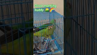 Morning vibes🌷❤️viralytshorts dolikeshareandsubscribe cuteparrot talkingparrot parrot [upl. by Yesnek506]