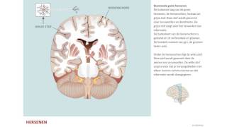 Opbouw hersenen [upl. by Bensen]