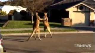 Boxing Kangaroos  9 News Perth [upl. by Lj]