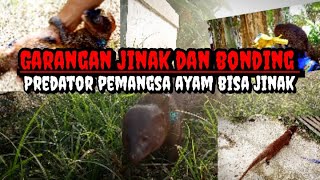 🔴 garangan jinakhewan predator pemangsa ayam lagi bermain‼️ garanganjinak [upl. by Asilla]