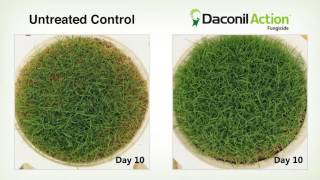 Daconil Action drought tolerance study [upl. by Ennirok]