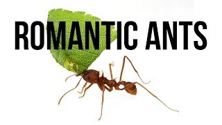 Romantic Ants [upl. by Einnaj]