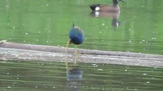 Purple Gallinule Cameguadua Colombia Feb 2018 [upl. by Bosch]