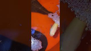 Bettas fish breeding 🤩 fry hatching movement 😍 in Tamil bettas World trending shorts [upl. by Snapp518]