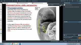 Embryology of Pharyngeal Arches and Face Part 1  Dr Ahmed Farid [upl. by Sylvia]