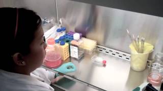 Cell Culture Common Mistakes [upl. by Anerul]