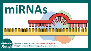 micro RNA  What is microRNA miRNA  How miRNAs work  How miRNAs are detected experimentally [upl. by Hubble]