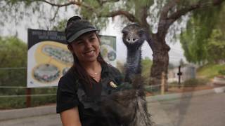 Moorpark College Exotic Animal Training Management [upl. by Enyawad]