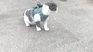 Harnais Pour Chat  Promenezvous En Toute Sécurité Avec Votre Chat [upl. by Tut475]