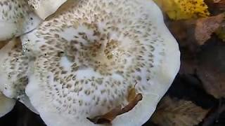 Lentinus tigrinus [upl. by Burney]