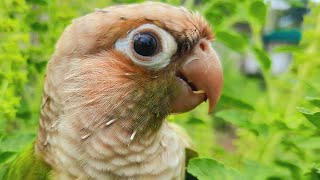 Talking Conure Birds Sounds  green conure bird singing voice to day so fun [upl. by Nrubua134]