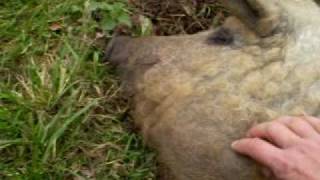 Curly Coated Mangalitza pigs [upl. by Quintana261]