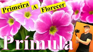 Prímula a primeira a florescer anunciando a primavera [upl. by Derwood]