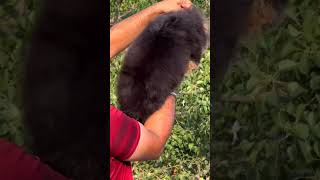 💣 Supar quality 💣 German shepherd long hair puppy ⭐ Available for sale dog pets cute puppy [upl. by Clite]