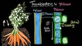 Phloem amp translocation  Life processes  Biology  Khan Academy [upl. by Wesle706]