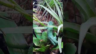 Terrario bioactivo  Abronia graminea  dragoncito mexicano reptiles reptile abronia dragon [upl. by Nalepka]