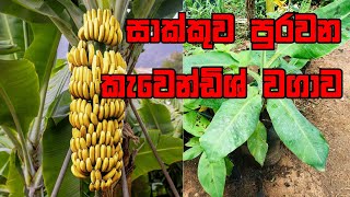 ඉහළ ආදායමක් ගන්න පුළුවන් පටක රෝපිත කෙසෙල් වගාවක් කරමුද  cavendish kesel wagawa sinhala [upl. by Yornoc]