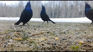 Common Grackles Showing Off [upl. by Finley683]