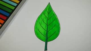 HOW TO DRAW LEAF AND COLOR l DRAWING AND COLORING [upl. by Annawyt]