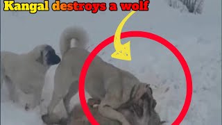 Kangal destroys a wolf [upl. by Damaris]