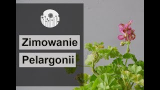 Zimowanie i przechowywanie pelargonii Jak przezimować pelargonię [upl. by Ennovi]