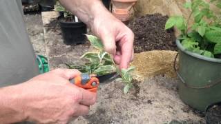 How To Start Your Own Plant Nursery  Part 1 [upl. by Connel]