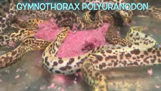 Gymnothorax polyuranodon [upl. by Parry]