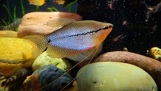 Peral Gourami trichopodus leeri [upl. by Ytinirt]