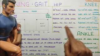 RUNNING GAIT KINEMATICS Gait BiomechanicsPhysiotherapy Tutorial [upl. by Quartana]