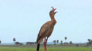 O Canto da Seriema Cariama cristata [upl. by Eceerahs]