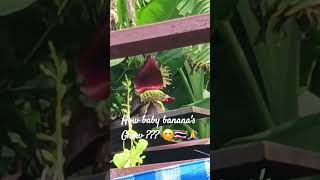 HOW BABY BANANAS GROW shorts travel bangkok thailand [upl. by Acceb]