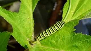 Timelapse of Common Yellow Swallowtail Caterpillars Eating キアゲハ終齢幼虫の食欲：微速度撮影 [upl. by Rosa]