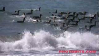 HD King Penguins Swimming In The Surf [upl. by Letisha]