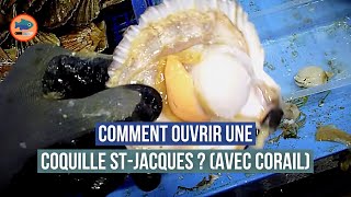 Comment décortiquer une coquille Saint Jacques  avec du corail [upl. by Bui]