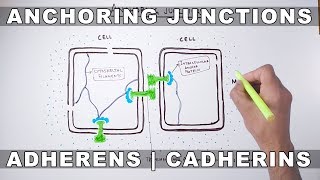 Anchoring Junctions [upl. by Simons]