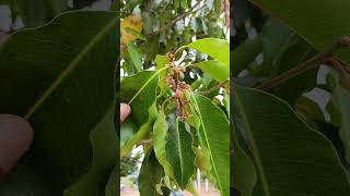 மகிழம் மரம்  Spanish Cherry Mimusops elengi nature trees special plants fruit village life [upl. by Ronald]