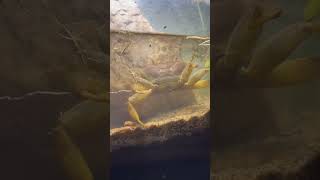 Mai apne crab ko khane mai kya du viralvideo shorts crab [upl. by Inman]