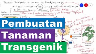 Bioteknologi Modern Pembuatan Tanaman Transgenik Menggunakan Bakteri Agrobacterium tumefaciens [upl. by Ramak]