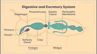 Insects Digestion and Excretion  insect digestive and execratory system  Module 0204 [upl. by Emiaj739]