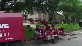 Water Oak Tree Removal in Katy Texas [upl. by Bohi]