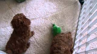 Red Toy Poodles Puppies Playing [upl. by Mendoza]