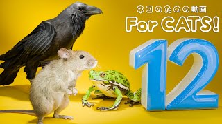 【猫用動画MIX39】ねずみ・トカゲ・ゴキブリ・てんとう虫・カエル・蝉・スズメ・5 時間 GAME FOR CATS 39 [upl. by Nahtaneoj61]