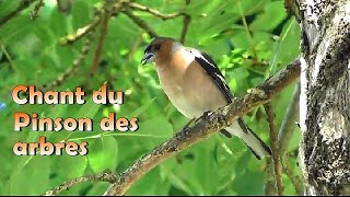 PINSON des ARBRES beau chant [upl. by Willem830]