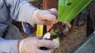 How to care for Amaryllis Bulbs after Blooming [upl. by Mariand415]