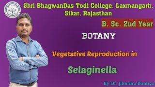 B Sc 2nd YearBotanyReproduction in Selaginella Dr Jitendra KantiyaShri BhagwanDas Todi College [upl. by Reginald]