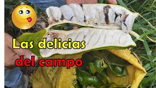 🤤Propiedades y Beneficios de la GuamaLa fruta de la guaba [upl. by Assila]