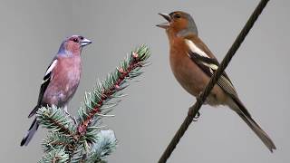 Chant de pinson des arbres  تغريد الحسون الضالم البانسون [upl. by Aineval]