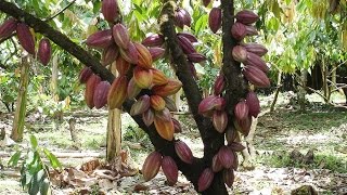 Cómo Realizar el Manejo Integrado de Cultivo de Cacao  TvAgro por Juan Gonzalo Angel [upl. by Marcel]