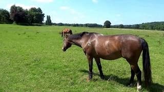 Peaceful Countryside Walks UK  West WickhamKentEngland [upl. by Harsho]